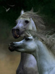 Две белые лошади на ветру
