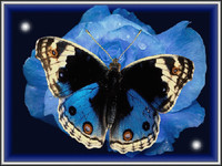 Синяя бабочка машет крылышками