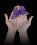Бабочка в руках