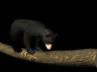 Медведь на бревне  3D - анимация