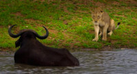 Буйвол и львица на водопое