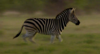 Бегущая зебра