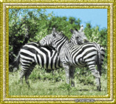 Две зебры влюблены и обнимаются с огромным удовольствием.