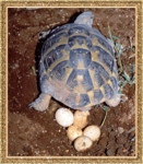 Черепахи откладывают яйца в ямки, которые затем аккуратно закапывают