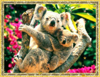 Взрослая коала с детенышем обхватили ветку
