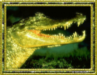 Крокодил открыл зловещую пасть и демонстрирует свои зубищи.