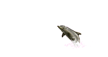 Дельфины выпрыгивают из воды