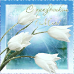 Праздничная открытка к 1 мая с белыми тюльпанами.