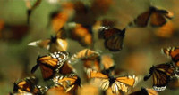 Анимированное фото роящихся монархов.