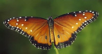 Бабочка монарх во всей красе на живом фото.