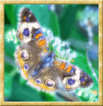 Очень красивый рисунок на крыльях бабочкм