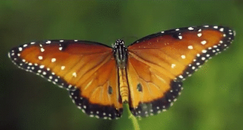 Бабочка монарх во всей красе на живом фото.