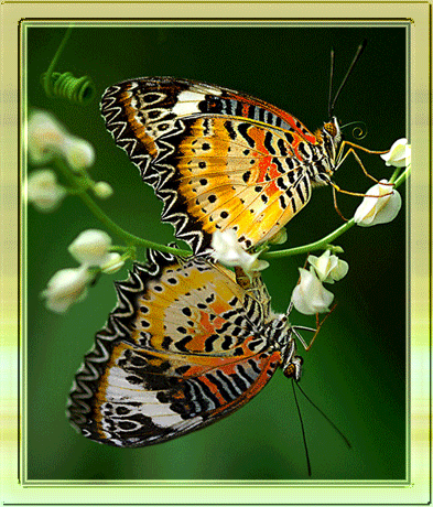 Две влюбленные бабочки лакомятся пыльцой.