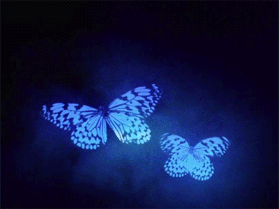 На живом фото бабочки летают в клубах ночного тумана.